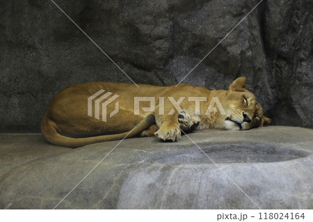 ライオン2 118024164