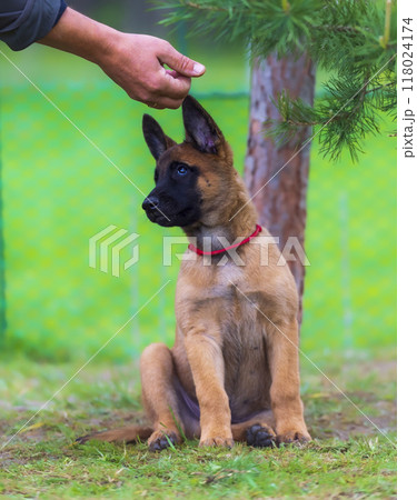 Belgian shepherd puppy malinois sitting on green grass and looking at camera 118024174