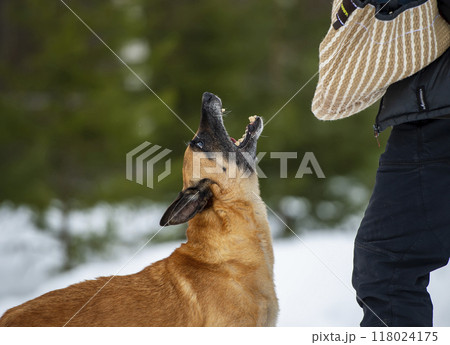 Belgian shepherd malinois dog on protection training 118024175