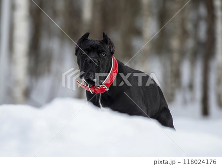 Portrait of black cane corso dog in the snow Portrait of black cane corso dog in the snow 118024176