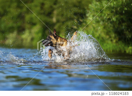 Belgian shepherd malinois dog splashing in the water on a sunny summer day Belgian shepherd malinois dog splashing in the water on a sunny summer day 118024183