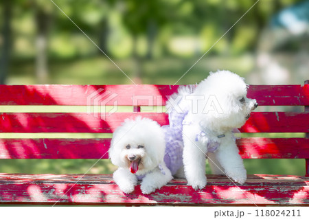 赤いベンチ　白く　もふもふ　犬 118024211