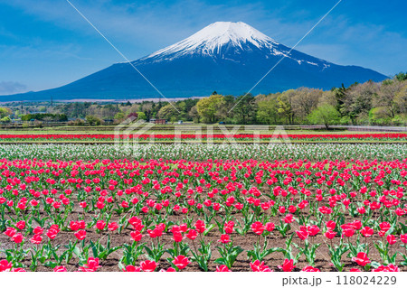 【山梨県】カラフルなチューリップ咲く花の都公園から、富士山 【山梨県】カラフルなチューリップ咲く花の都公園から、富士山 118024229