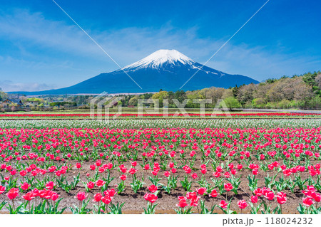 【山梨県】カラフルなチューリップ咲く花の都公園から、富士山 118024232