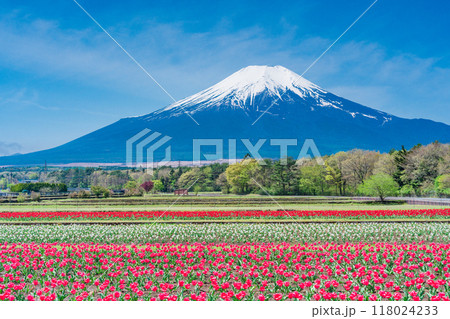 【山梨県】カラフルなチューリップ咲く花の都公園から、富士山 118024233