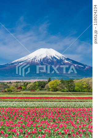 【山梨県】カラフルなチューリップ咲く花の都公園から、富士山 118024234