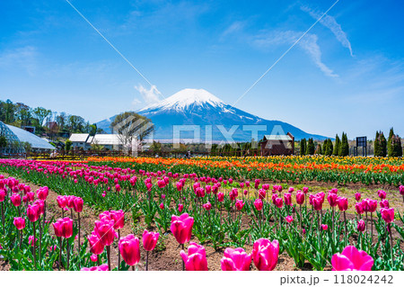 【山梨県】カラフルなチューリップ咲く花の都公園から、富士山 118024242