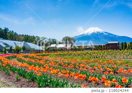【山梨県】カラフルなチューリップ咲く花の都公園から、富士山 118024244
