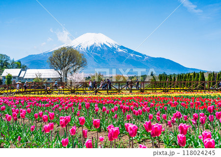 【山梨県】カラフルなチューリップ咲く花の都公園から、富士山 【山梨県】カラフルなチューリップ咲く花の都公園から、富士山 118024245