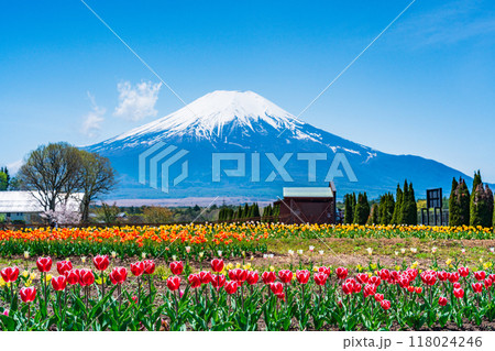 【山梨県】カラフルなチューリップ咲く花の都公園から、富士山 118024246