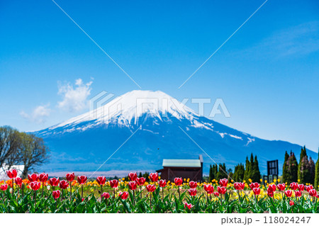 【山梨県】カラフルなチューリップ咲く花の都公園から、富士山 118024247