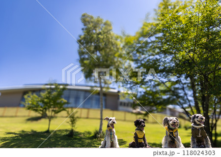 公園を散歩する犬　ミニチュアシュナウザー 118024303