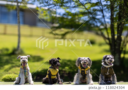 公園を散歩する犬　ミニチュアシュナウザー 118024304