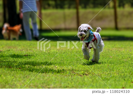 公園を散歩する犬　ミニチュアシュナウザー 118024310