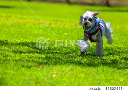 公園を散歩する犬　ミニチュアシュナウザー 118024314