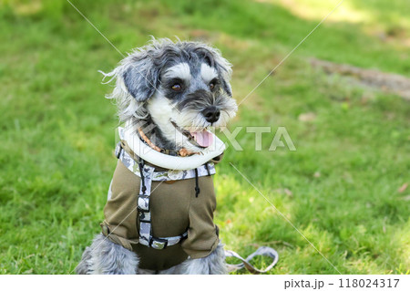 公園を散歩する犬 ミニチュアシュナウザー 公園を散歩する犬 ミニチュアシュナウザー 118024317