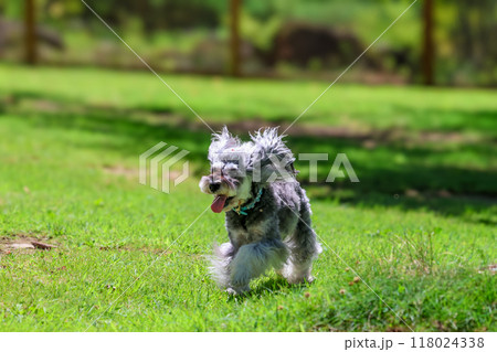 ドッグランで遊ぶ犬 118024338