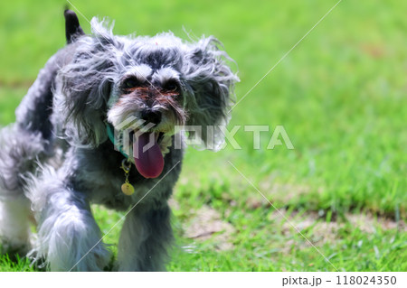 ドッグランで遊ぶ犬 ドッグランで遊ぶ犬 118024350