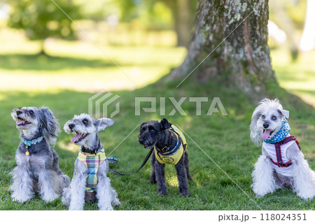 ドッグランで遊ぶ犬 ドッグランで遊ぶ犬 118024351