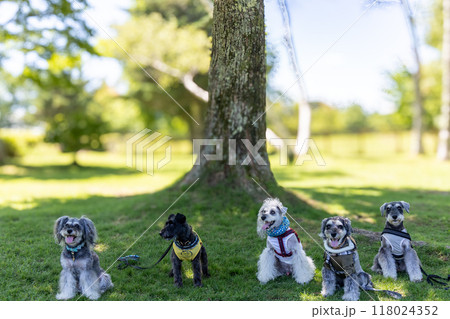 ドッグランで遊ぶ犬 118024352