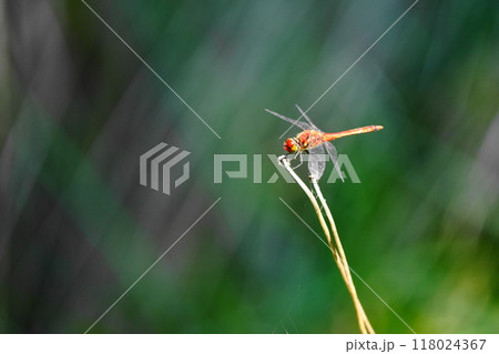 茎にとまるトンボ 118024367