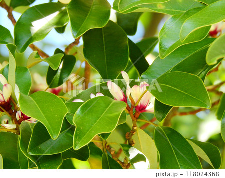 神社仏閣の境内に植えられたモクレン科のオガタマノキ 118024368