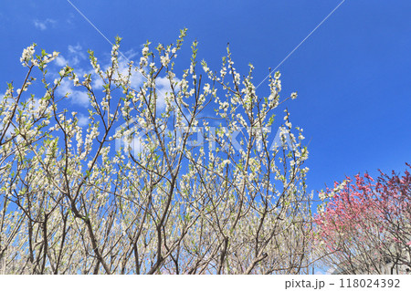 美しく咲いた白とピンク色の桃の花と青空 美しく咲いた白とピンク色の桃の花と青空 118024392