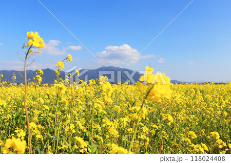福岡県直方市遠賀川河川敷の菜の花と青空と山並み 118024408