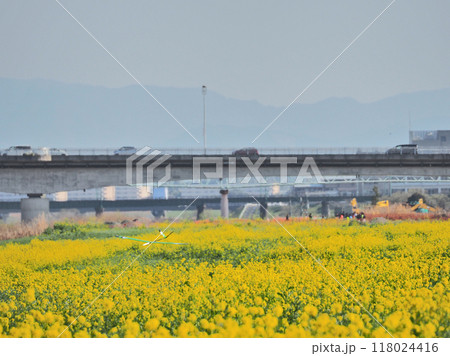 菜の花と遠賀川河川敷でグライダーを飛ばす光景 菜の花と遠賀川河川敷でグライダーを飛ばす光景 118024416