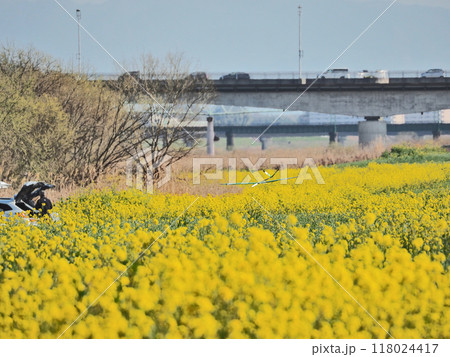 菜の花咲く河川敷でグライダーを飛ばす光景 菜の花咲く河川敷でグライダーを飛ばす光景 118024417
