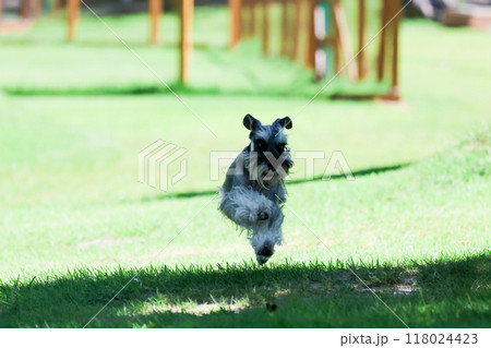 ドッグランで遊ぶ犬 ミニチュアシュナウザー ドッグランで遊ぶ犬 ミニチュアシュナウザー 118024423