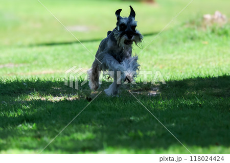 ドッグランで遊ぶ犬 ミニチュアシュナウザー ドッグランで遊ぶ犬 ミニチュアシュナウザー 118024424