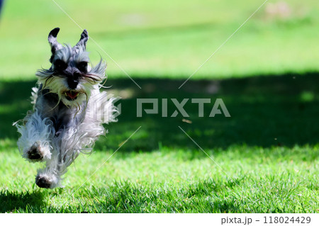 ドッグランで遊ぶ犬　ミニチュアシュナウザー 118024429