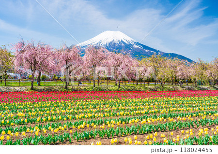 【山梨県】花の都公園　チューリップと桜並木越しに、富士山 118024455