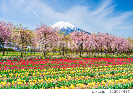 【山梨県】花の都公園 チューリップと桜並木越しに、富士山 【山梨県】花の都公園 チューリップと桜並木越しに、富士山 118024457