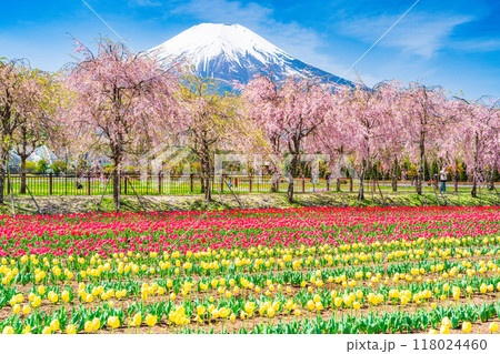 【山梨県】花の都公園　チューリップと桜並木越しに、富士山 118024460