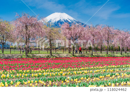 【山梨県】花の都公園　チューリップと桜並木越しに、富士山 118024462