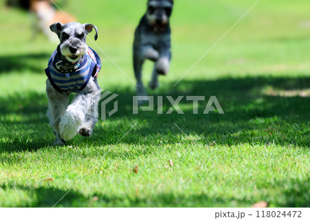 ドッグランで走る犬　ミニチュアシュナウザー 118024472