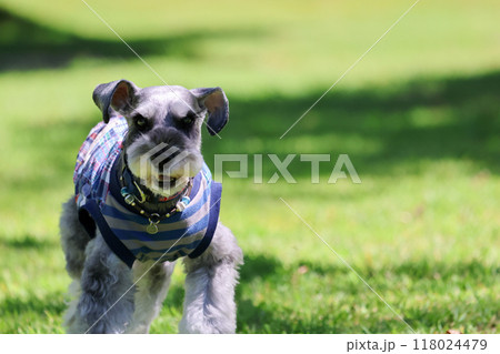 ドッグランで走る犬 ミニチュアシュナウザー ドッグランで走る犬 ミニチュアシュナウザー 118024479