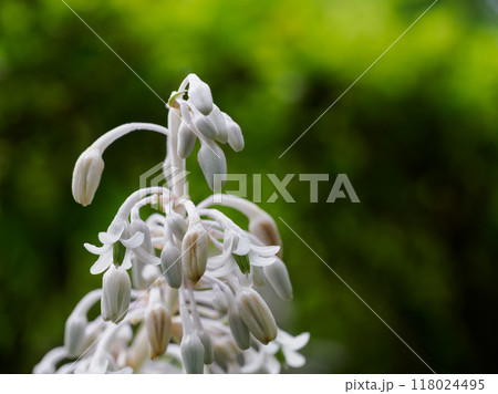 ノシランの白い花が初秋に咲く 118024495