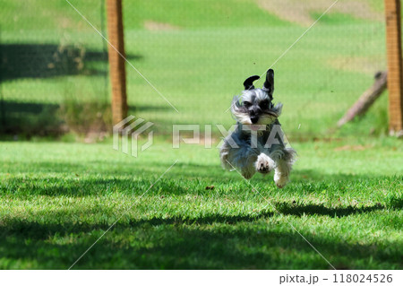走ってる 犬 ミニチュアシュナウザー 走ってる 犬 ミニチュアシュナウザー 118024526