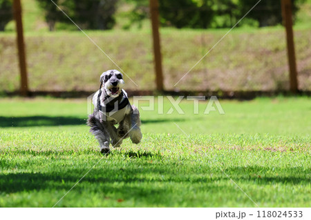走ってる 犬 ミニチュアシュナウザー 走ってる 犬 ミニチュアシュナウザー 118024533