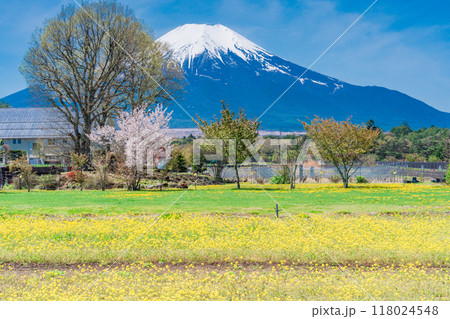 【山梨県】菜花咲く花の都公園から富士山 118024548