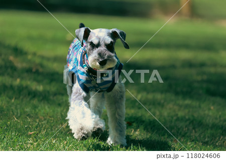 走っている 犬 ミニチュアシュナウザー 走っている 犬 ミニチュアシュナウザー 118024606