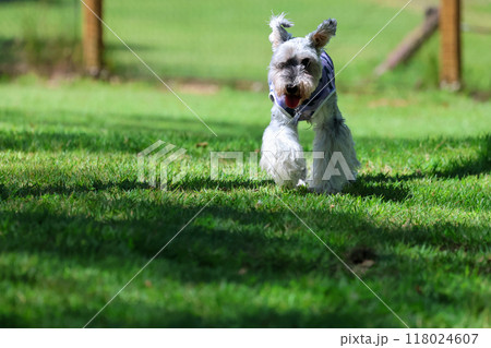 走っている 犬 ミニチュアシュナウザー 走っている 犬 ミニチュアシュナウザー 118024607