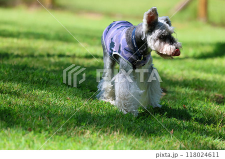 走っている　犬　ミニチュアシュナウザー 118024611