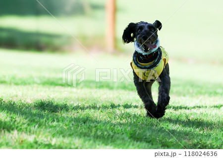 走ってる 犬 ミニチュアシュナウザー 走ってる 犬 ミニチュアシュナウザー 118024636