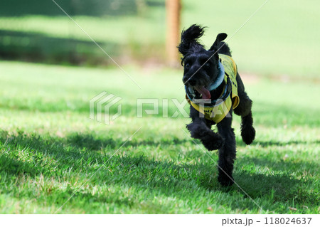 走ってる 犬 ミニチュアシュナウザー 走ってる 犬 ミニチュアシュナウザー 118024637