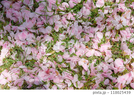 【背景素材】草地に散った桜の花びら 【背景素材】草地に散った桜の花びら 118025439
