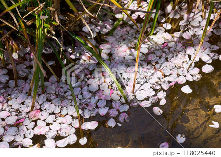 水面に浮かぶ桜の花びら 118025440